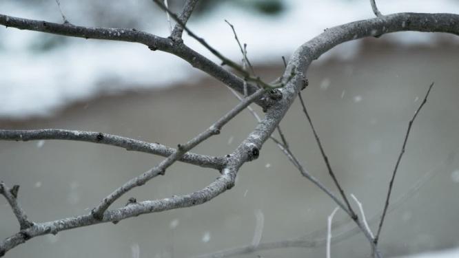 冬季冬天下雪树枝树叶积雪