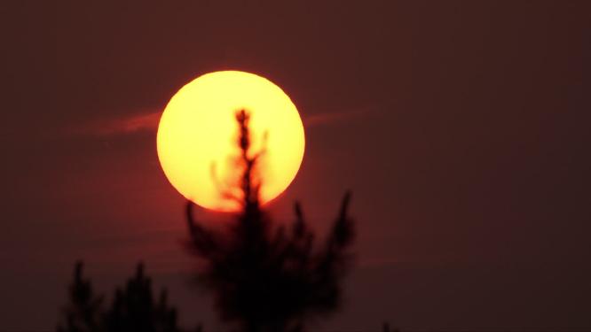 太阳下山日落夕阳松树逆光剪影