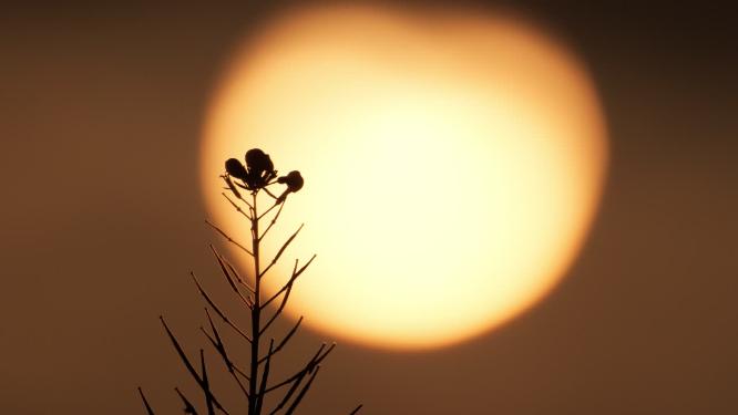 逆光日落太阳植物花朵剪影实拍空镜