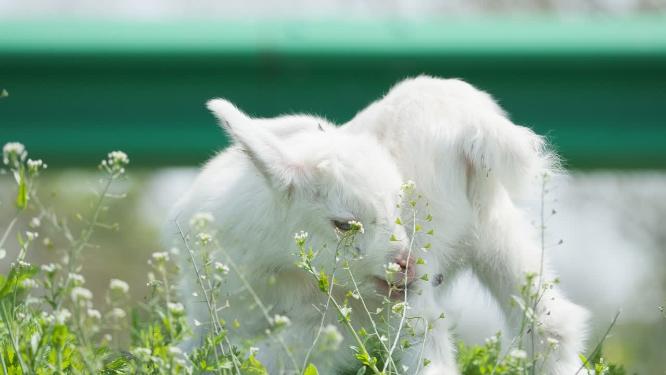 春天小山羊羔挠痒