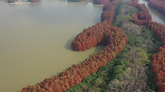奉贤海湾森林公园