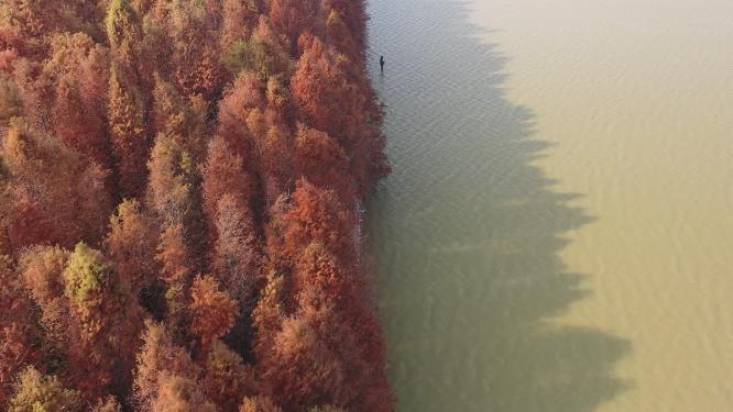 奉贤海湾森林公园