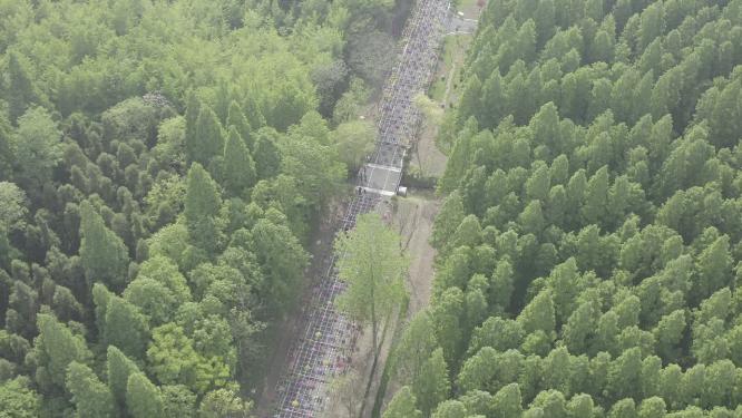 东平森林公园