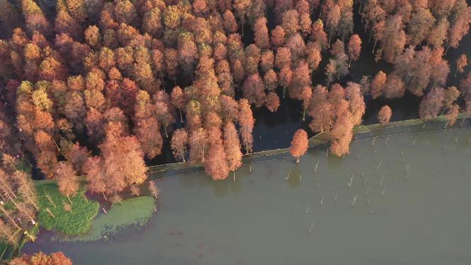 青西郊野公园湖面