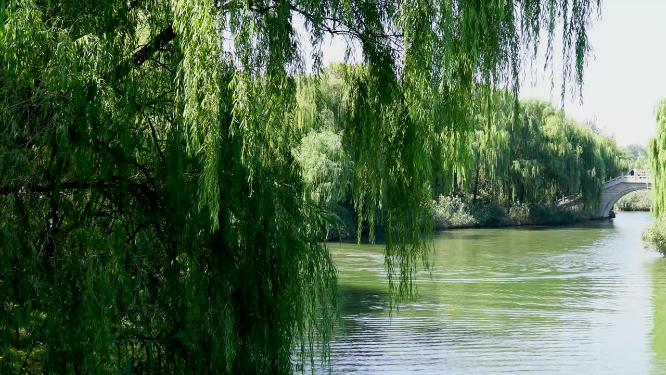 山东省济南市天下第一泉大明湖公园景区景色