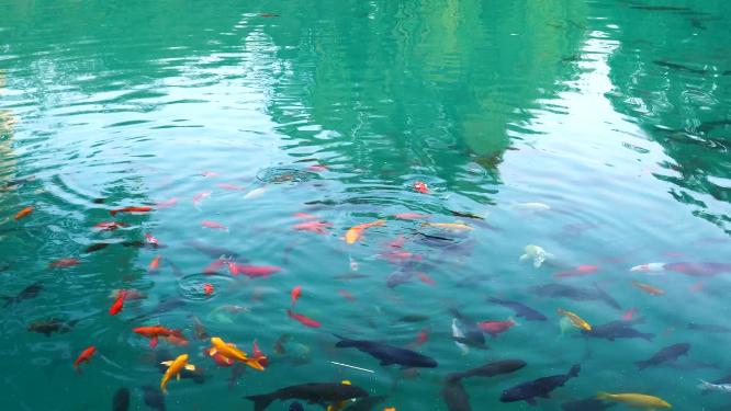 济南五龙潭公园游客喂食在水中游动的锦鲤
