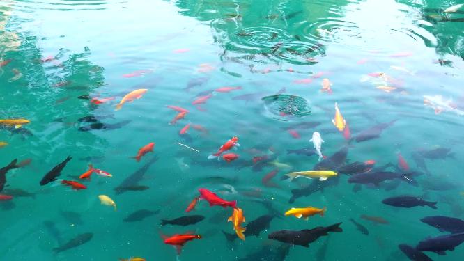 济南五龙潭公园游客喂食在水中游动的锦鲤