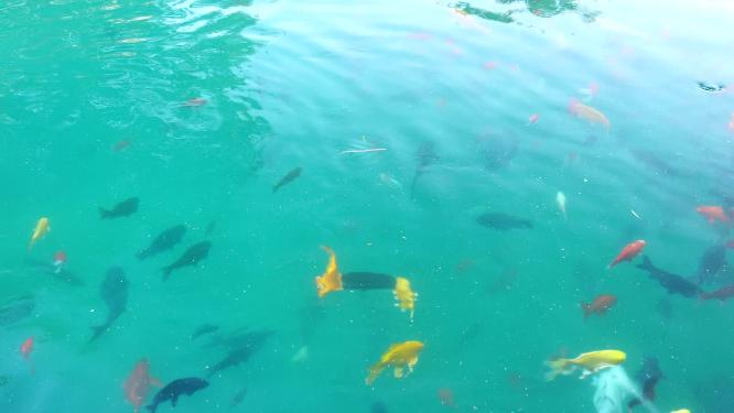济南五龙潭公园游客喂食在水中游动的锦鲤