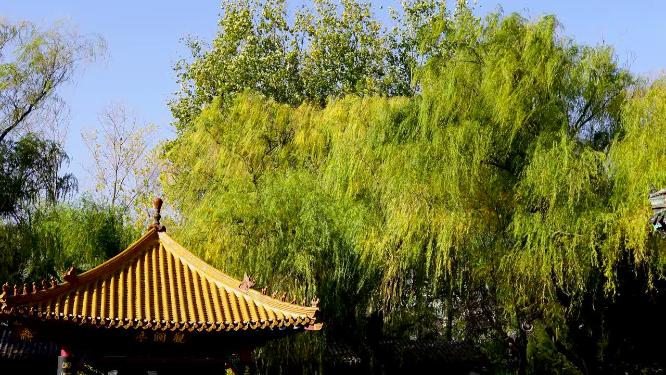 济南市趵突泉景区游客旅游视角实拍山东济南旅游景区景点出行高清4K视频