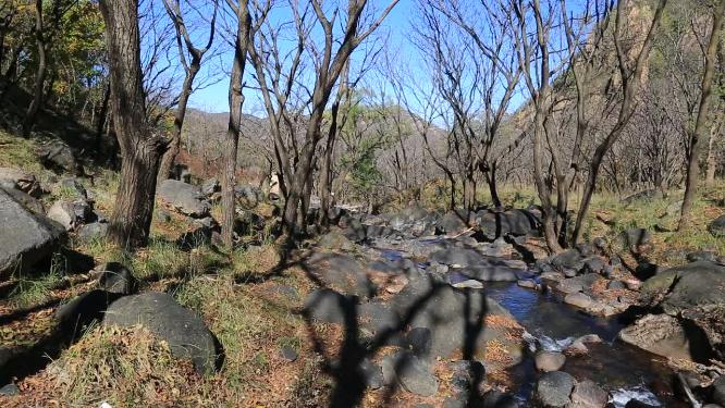 森林山泉小溪水
