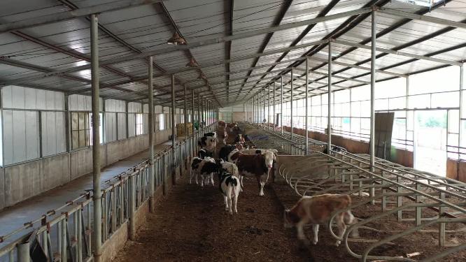 养牛场肉牛养殖繁育