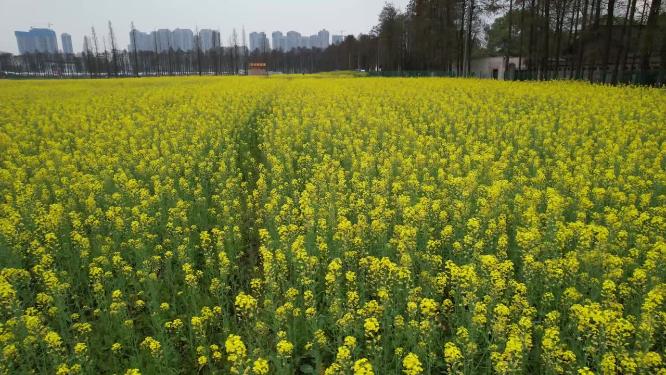 4K航拍湖南农大试验基地油菜花