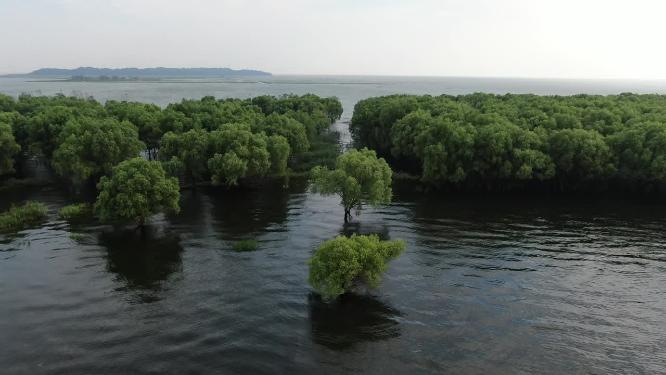 绿色植物洞庭湖水上森林植物航拍