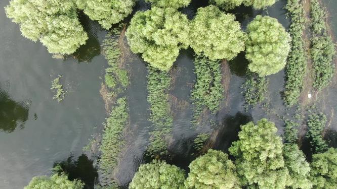 绿色植物洞庭湖水上森林植物航拍