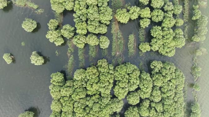 绿色植物洞庭湖水上森林植物航拍