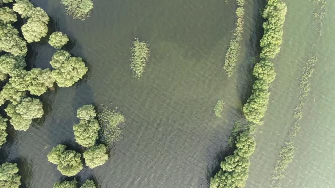 绿色植物洞庭湖水上森林植物航拍