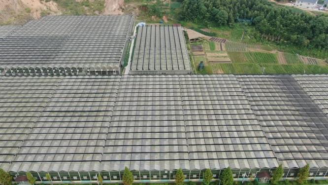 现代农业大棚种植基地航拍