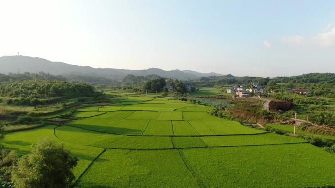 绿油油农田水稻农业种植航拍