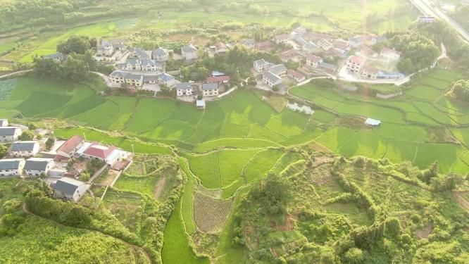 绿油油农田水稻农业种植航拍