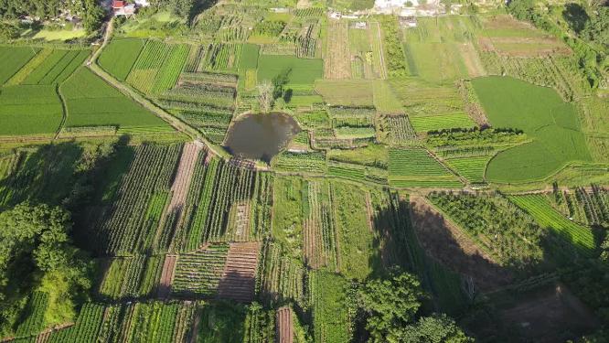 绿色农田水稻农业种植基地航拍