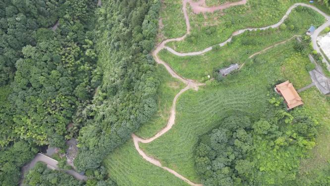 绿色森林植物蜿蜒山路航拍