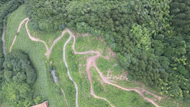 绿色森林植物蜿蜒山路航拍