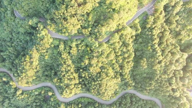 绿色森林植物蜿蜒山路航拍