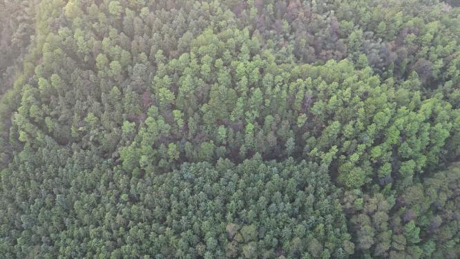 绿色植物森林祖国大好河山航拍