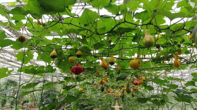 现代农业种植基地绿色有机蔬菜