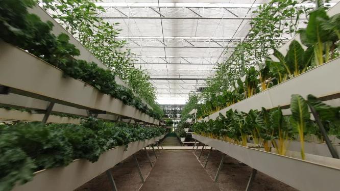 现代农业种植基地绿色有机蔬菜