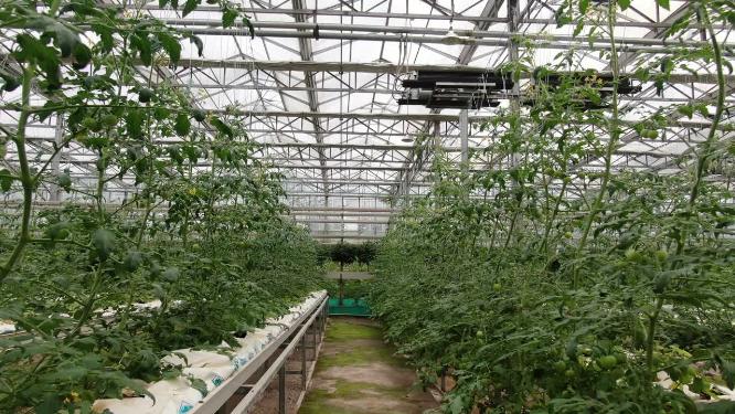 现代农业种植基地绿色有机蔬菜