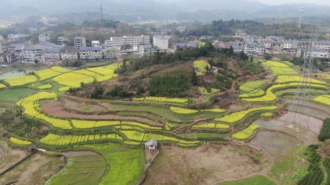 美丽乡村田园农业种植油菜花航拍