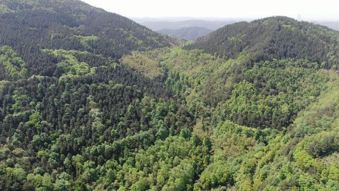 绿色植物森林祖国大好河山航拍