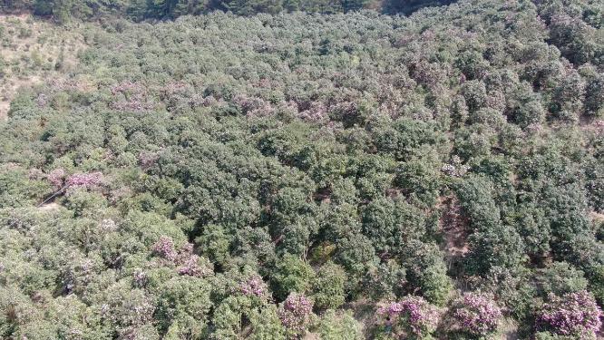 漫山遍野山茶花盛开航拍