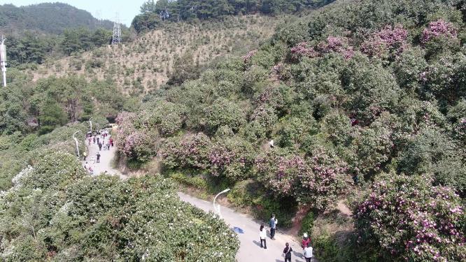 漫山遍野山茶花盛开航拍