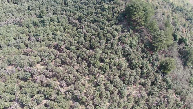 漫山遍野山茶花盛开航拍