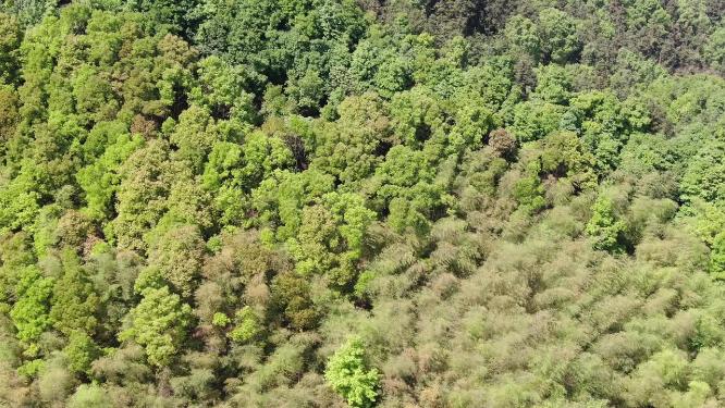 绿色植物森林祖国大好河山航拍