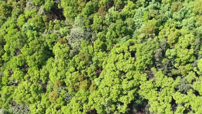 绿色植物森林祖国大好河山航拍
