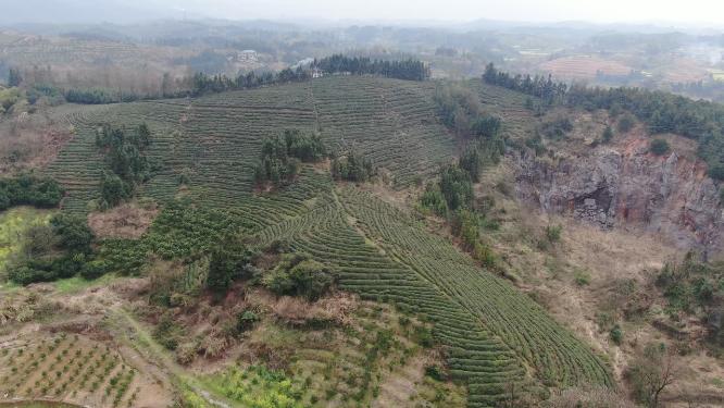 茶叶茶园种植基地航拍
