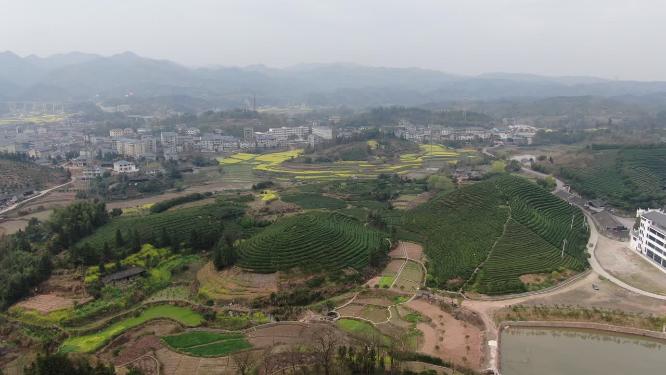 茶叶茶园种植基地航拍