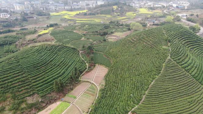 茶叶茶园种植基地航拍