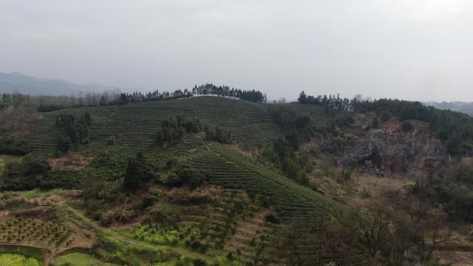 茶叶茶园种植基地航拍