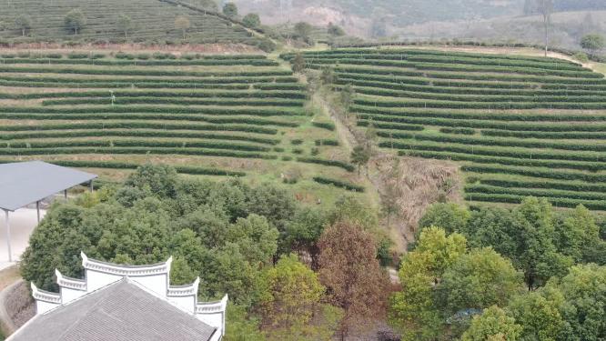 绿色茶园茶叶种植基地航拍