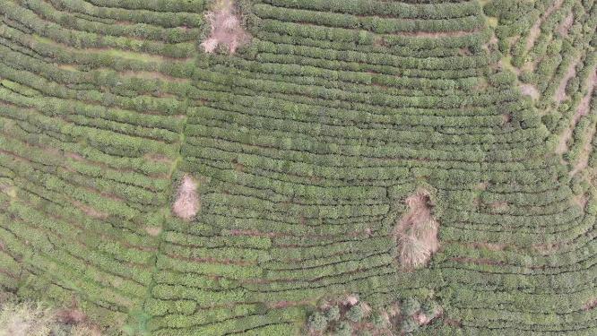 绿色茶园茶叶种植基地航拍