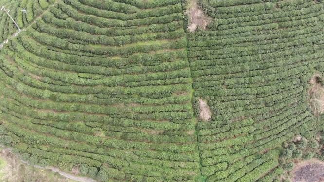 绿色茶园茶叶种植基地航拍