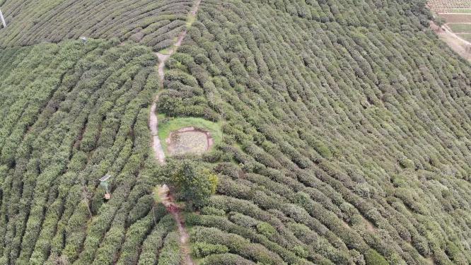绿色茶园茶叶种植基地航拍