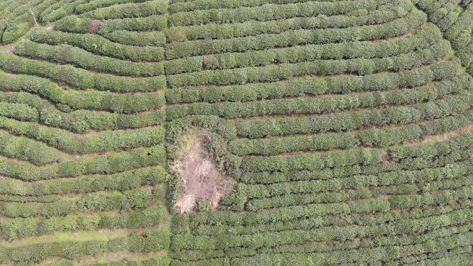 绿色茶园茶叶种植基地航拍