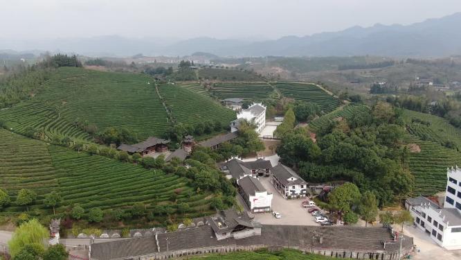 绿色茶园茶叶种植基地航拍