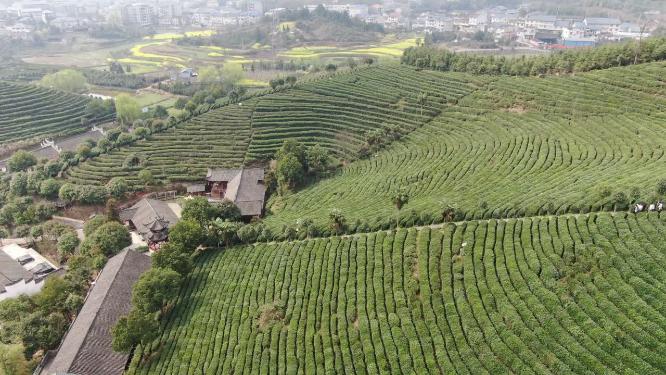 绿色茶园茶叶种植基地航拍