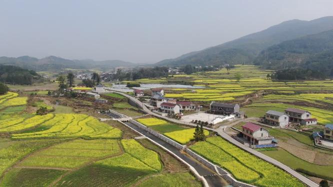 美丽乡村田园农业种植油菜花航拍